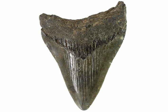 Juvenile Megalodon Tooth - Georgia #90836